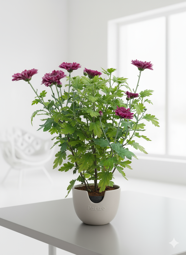 Chrysanthemum (Guldaudi)