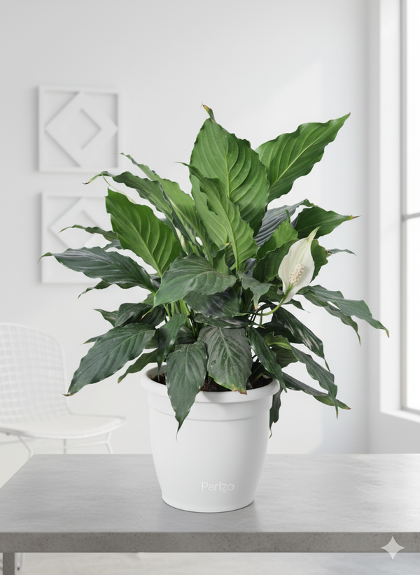 Peace Lily