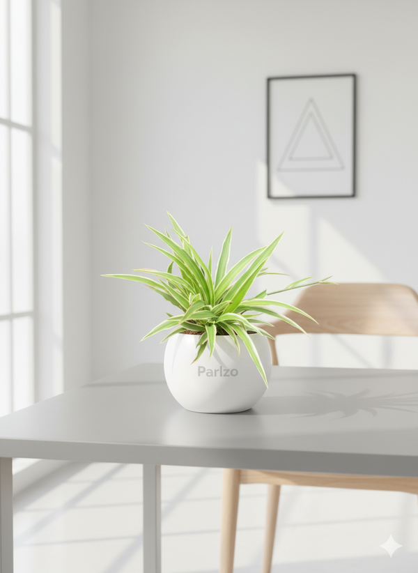 Spider Plant