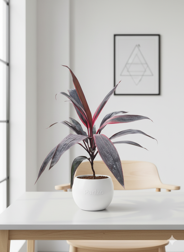 Red Dracaena
